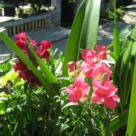 Guest house House Boninovo (adults Only) Dubrovnik
